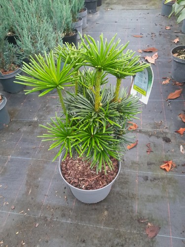 Sciadopitys verticillata