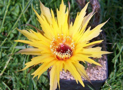 Echinopsis echinopsishybride - echinopsis,